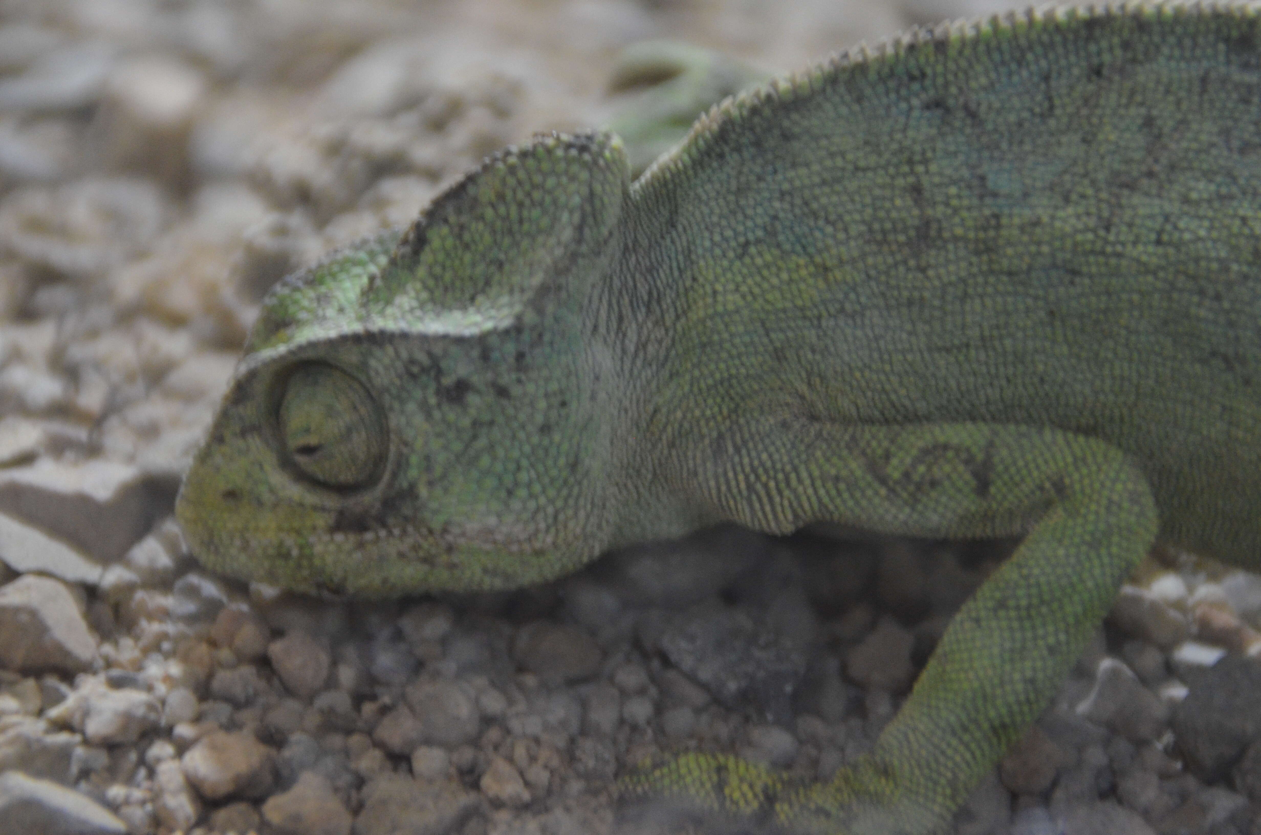 Image of African Chameleon