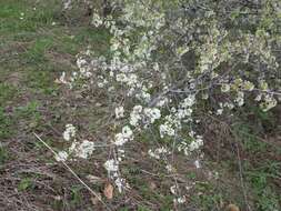 Image of Prunus spinosa subsp. dasyphylla (Schur) Domin