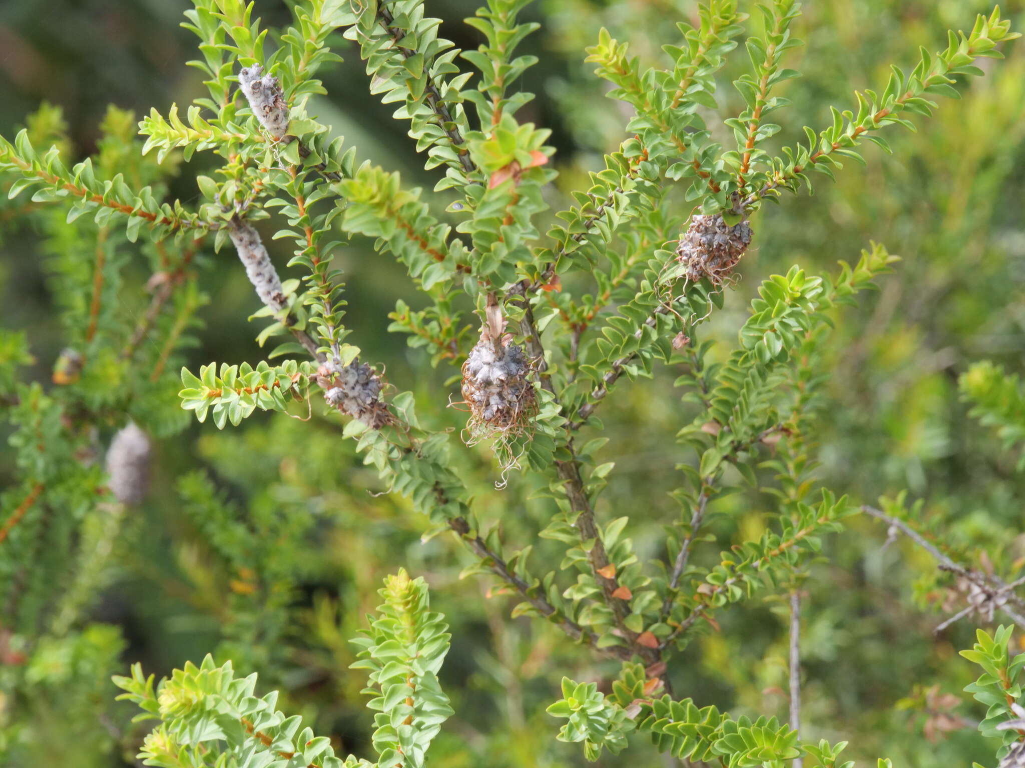 Imagem de Melaleuca densa R. Br.