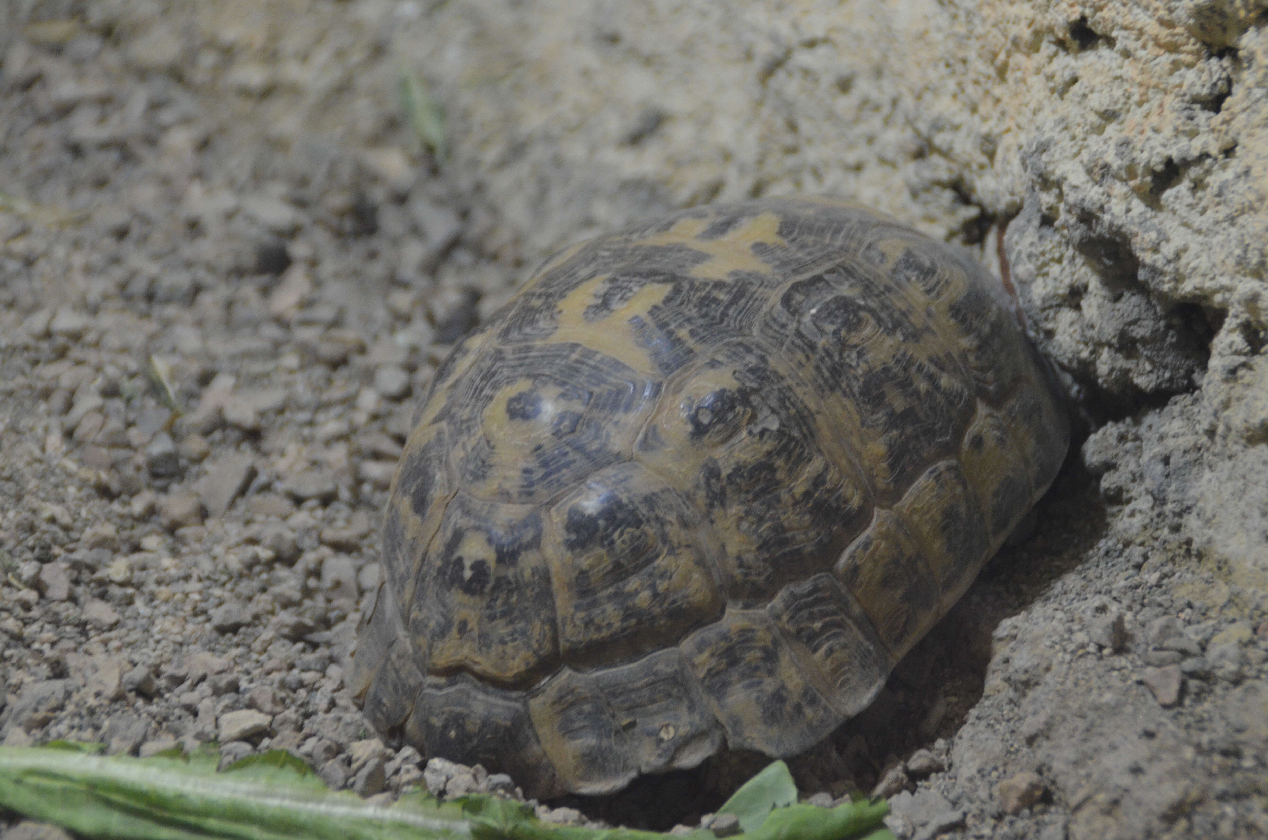 Imagem de Testudo