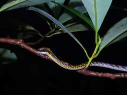 Image of Dendrelaphis striatus (Cohn 1905)