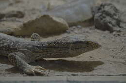 Image of Desert monitor