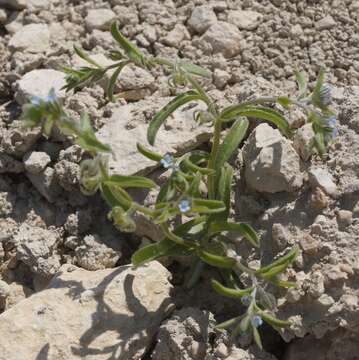 Image of Rochelia retorta (Pall.) Lipsky