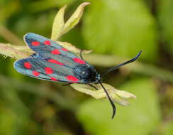 Image of Zygaena transalpina Esper 1781