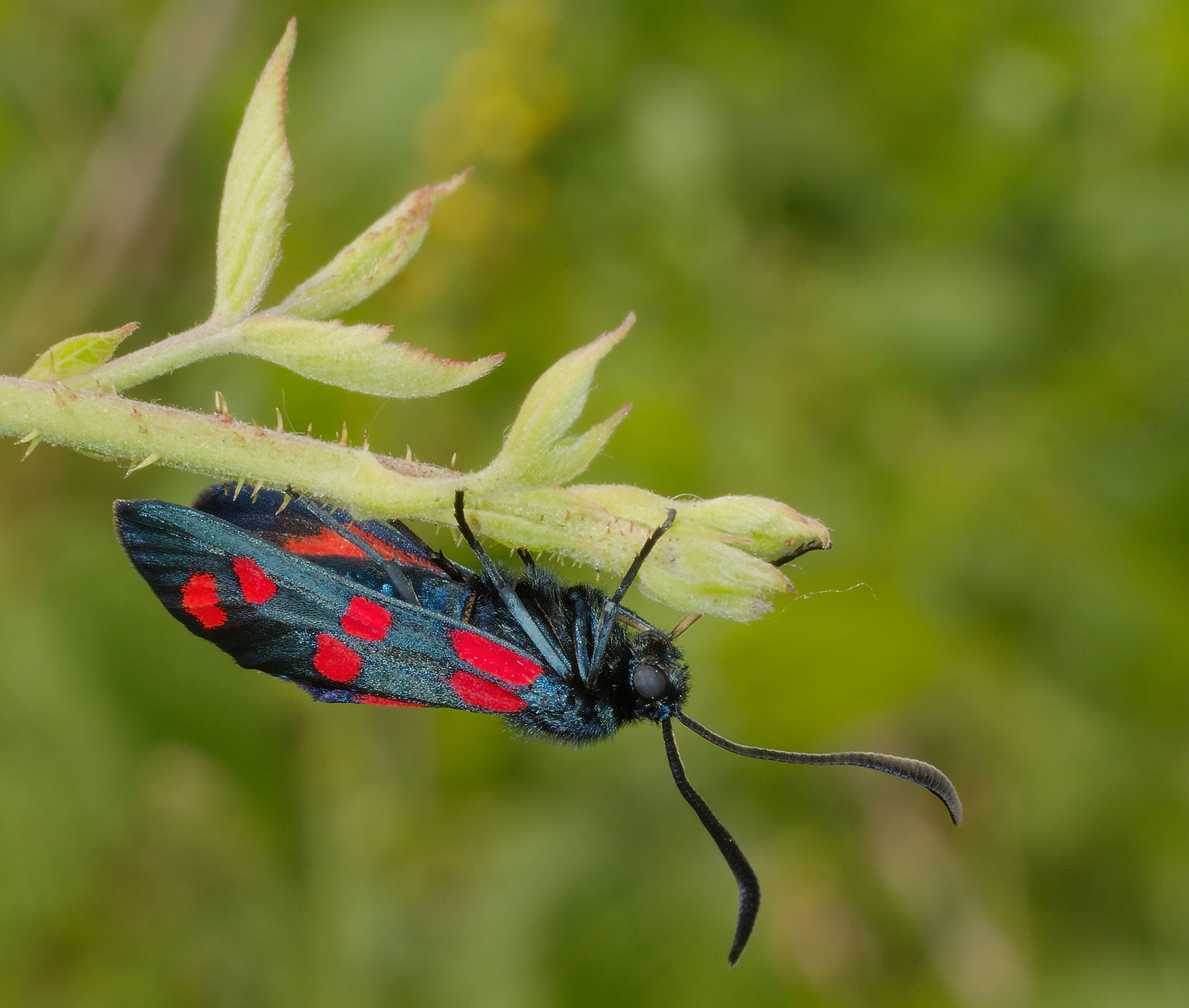 Image of Zygaena transalpina Esper 1781