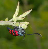 Image of Zygaena transalpina Esper 1781