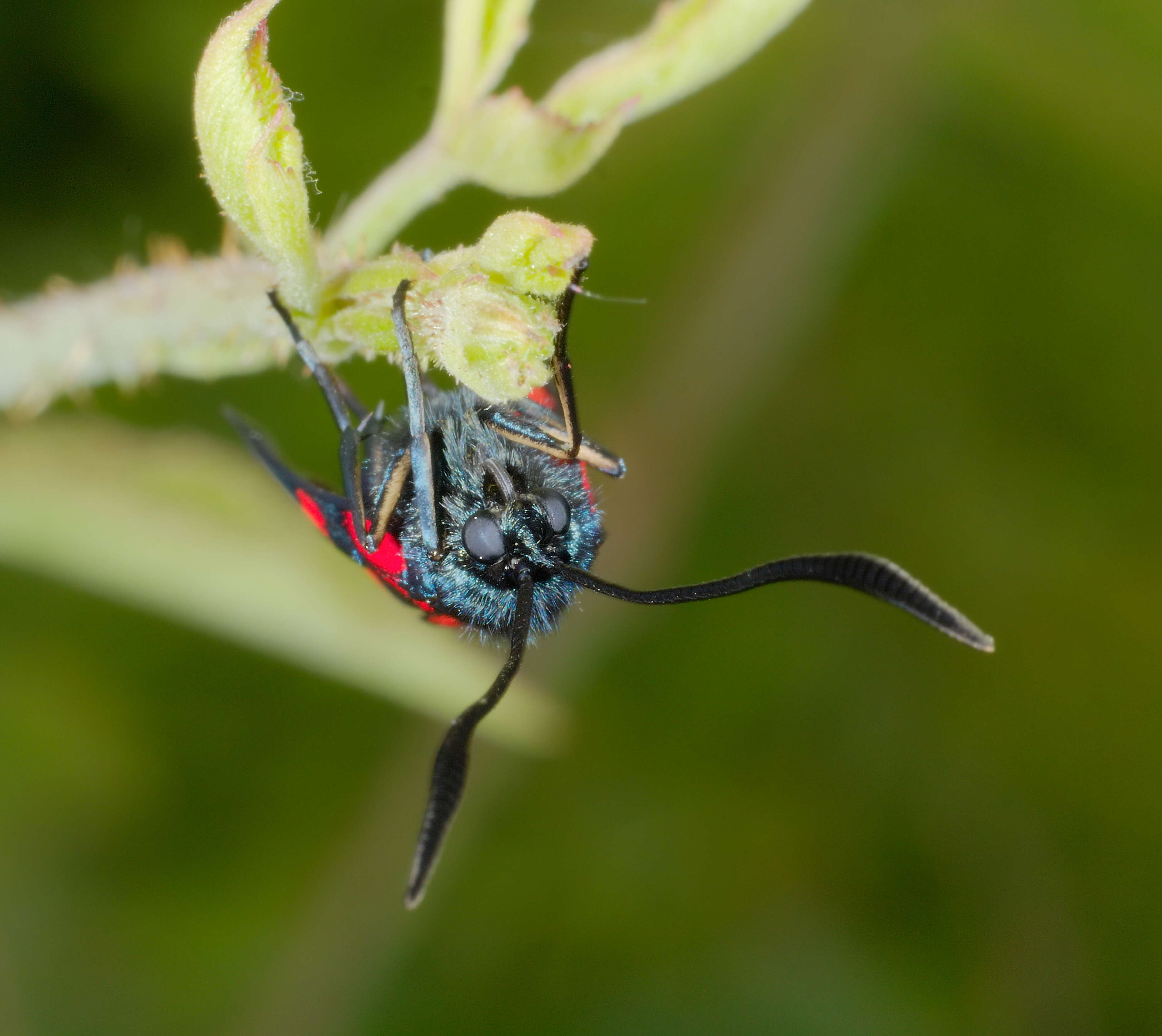 Image of Zygaena transalpina Esper 1781