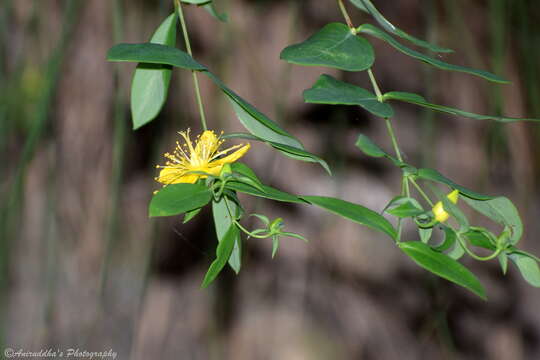 Image of Hypericum oblongifolium Choisy