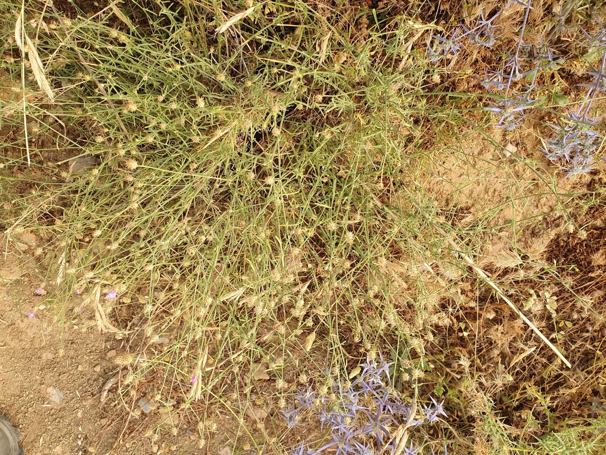 Image of Centaurea parviflora Desf.