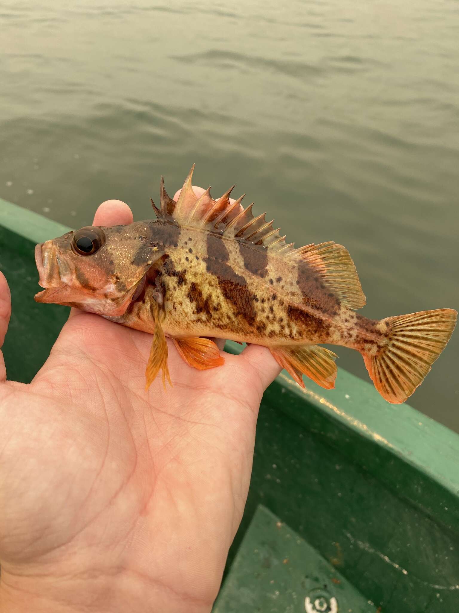 Image of Calico rockfish