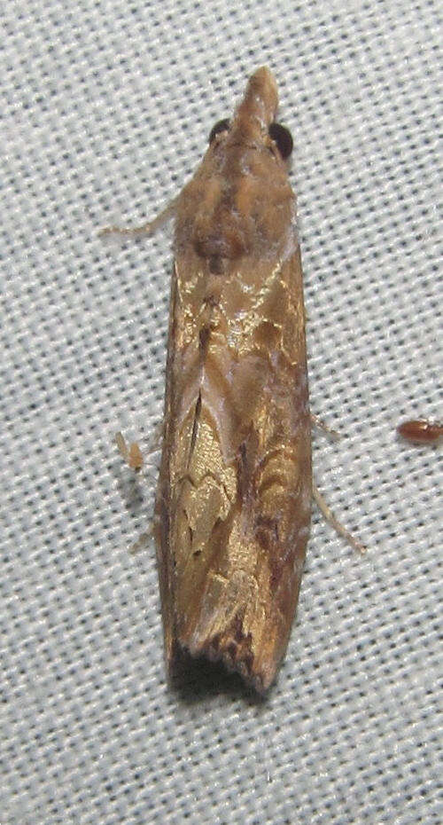 Image of Plusiodonta commoda Walker 1865