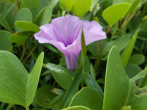 Ipomoea pes-caprae (L.) R. Brown resmi