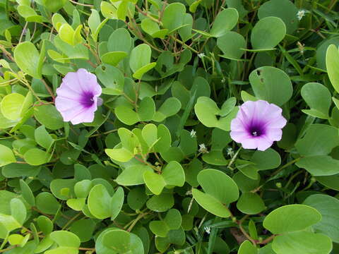 Ipomoea pes-caprae (L.) R. Brown resmi