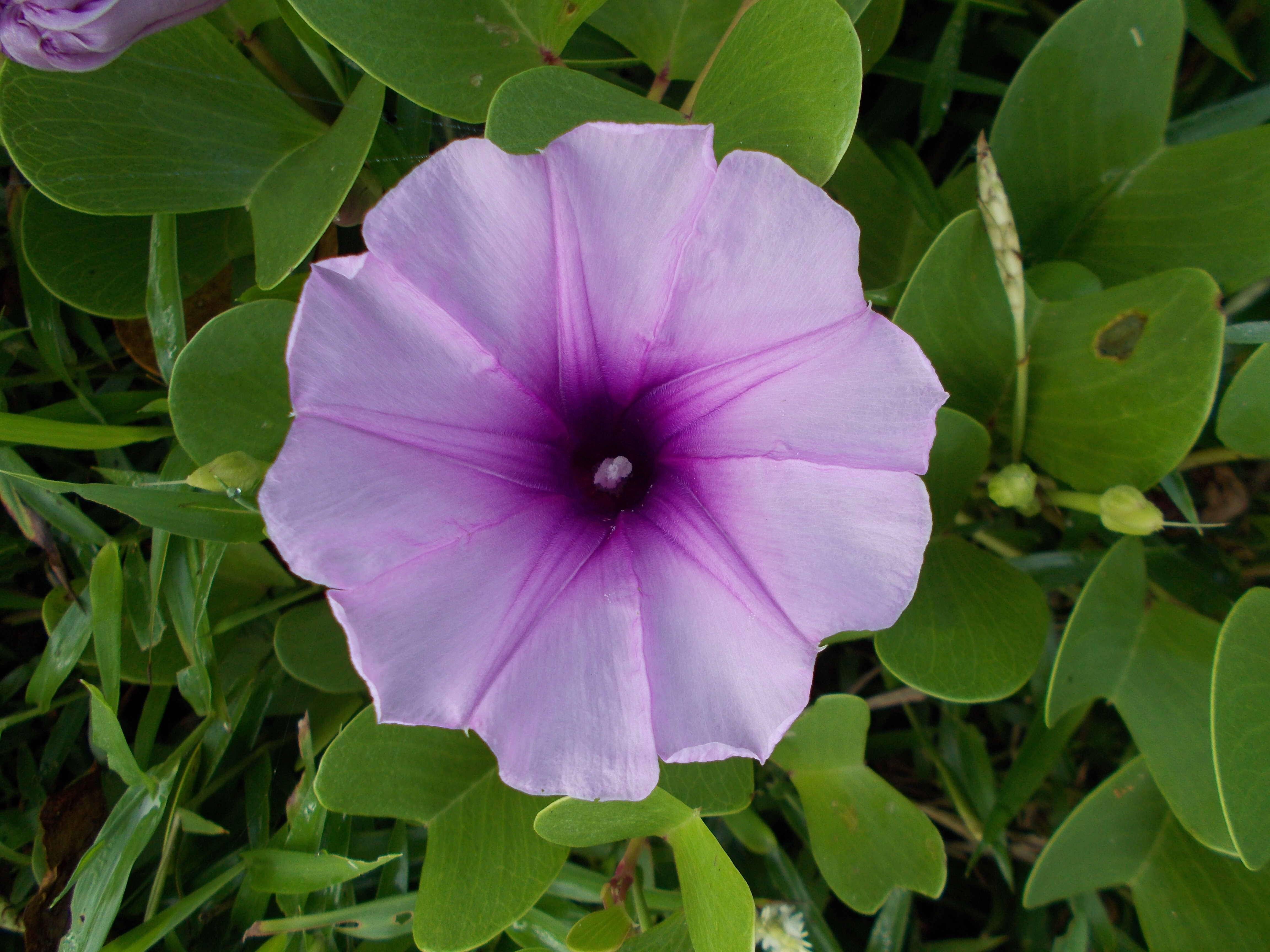 Ipomoea pes-caprae (L.) R. Brown resmi