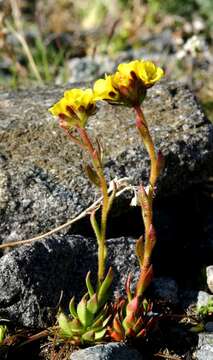 Слика од Saxifraga flagellaris subsp. flagellaris