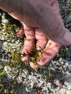 Image of Thesium acuminatum A. W. Hill