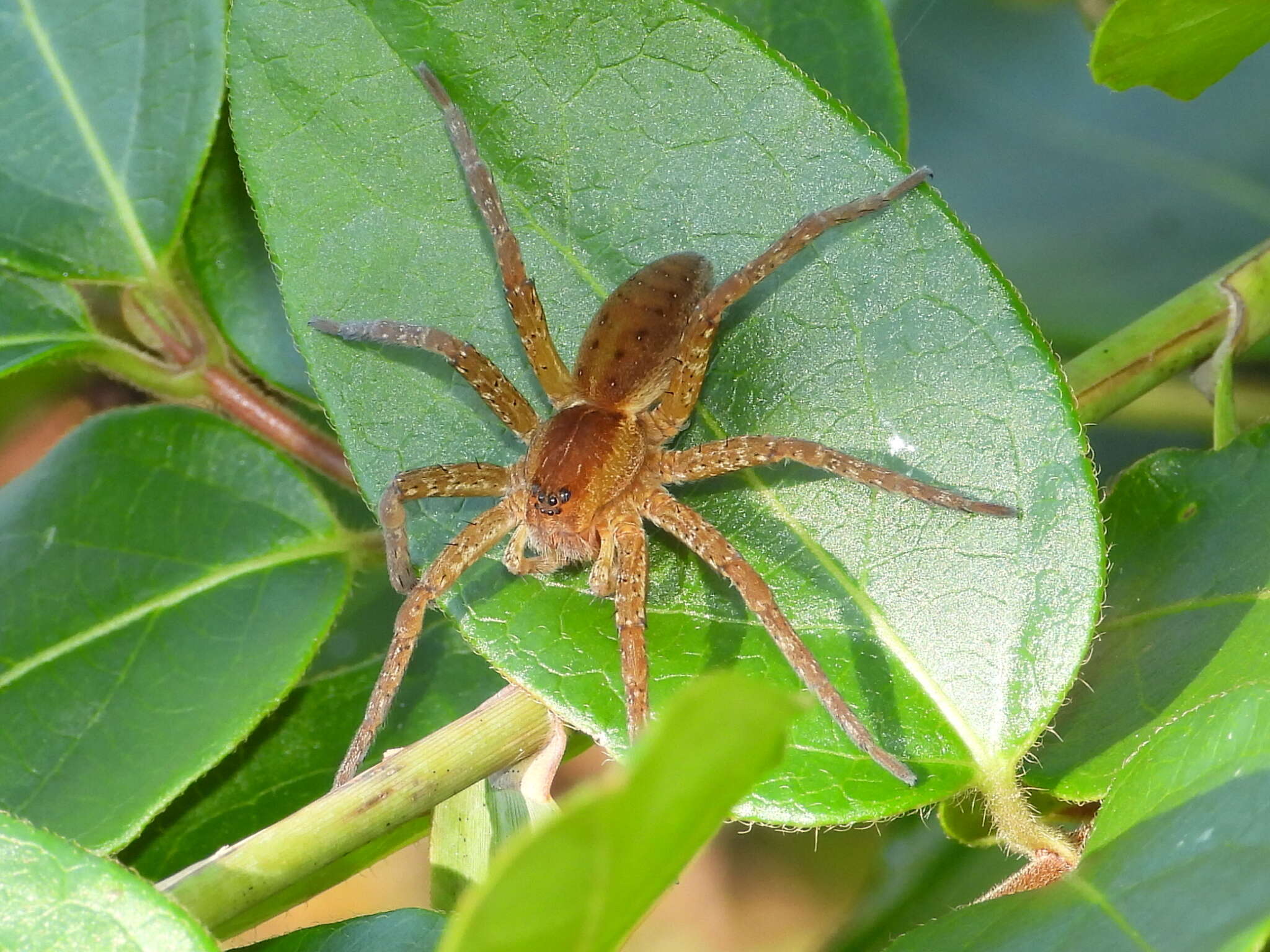 Image of Raft spider