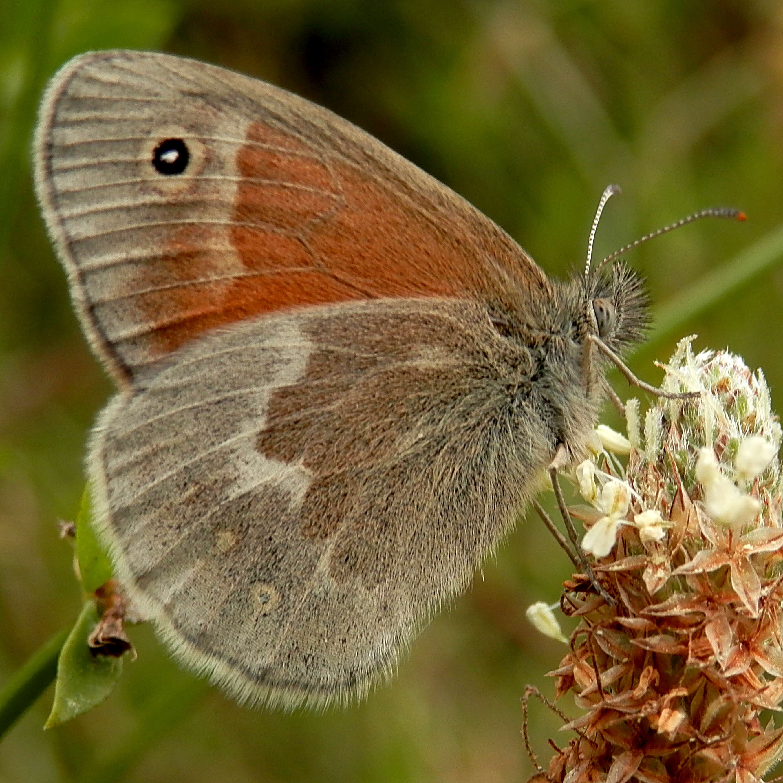 Image of Common Ringlet