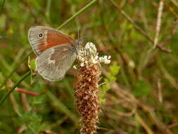 Image of Common Ringlet