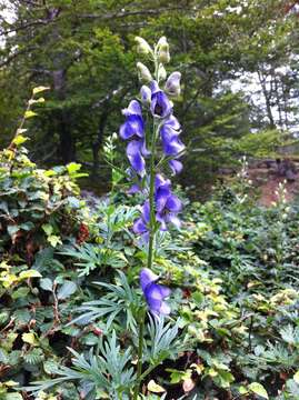 Слика од Aconitum napellus subsp. corsicum (Gayer) W. Seitz