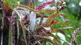 Image of Neoregelia chlorosticta (É. Morren) L. B. Sm.