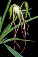 Слика од Phragmipedium lindenii (Lindl.) Dressler & N. H. Williams