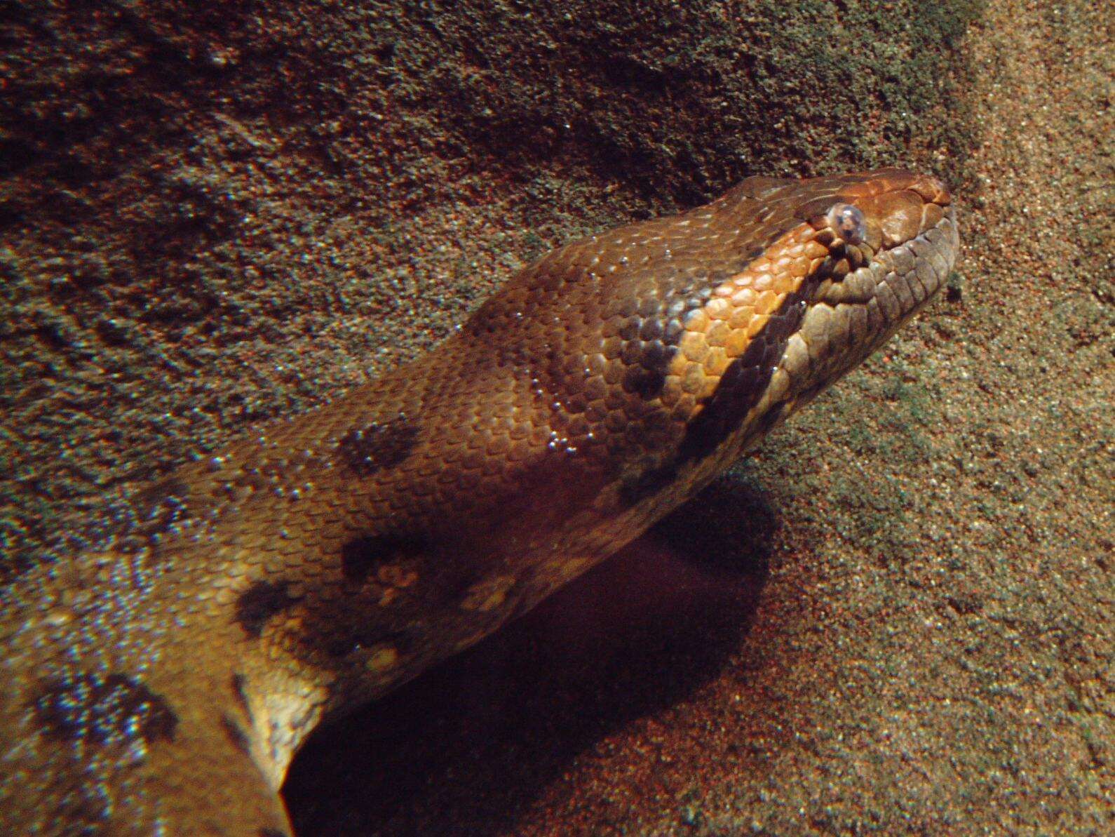 Image of Green anaconda