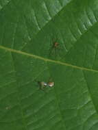 Image of Theridion zonulatum Thorell 1890