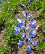 Image of broadleaf lupine