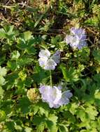 Image of interior phacelia