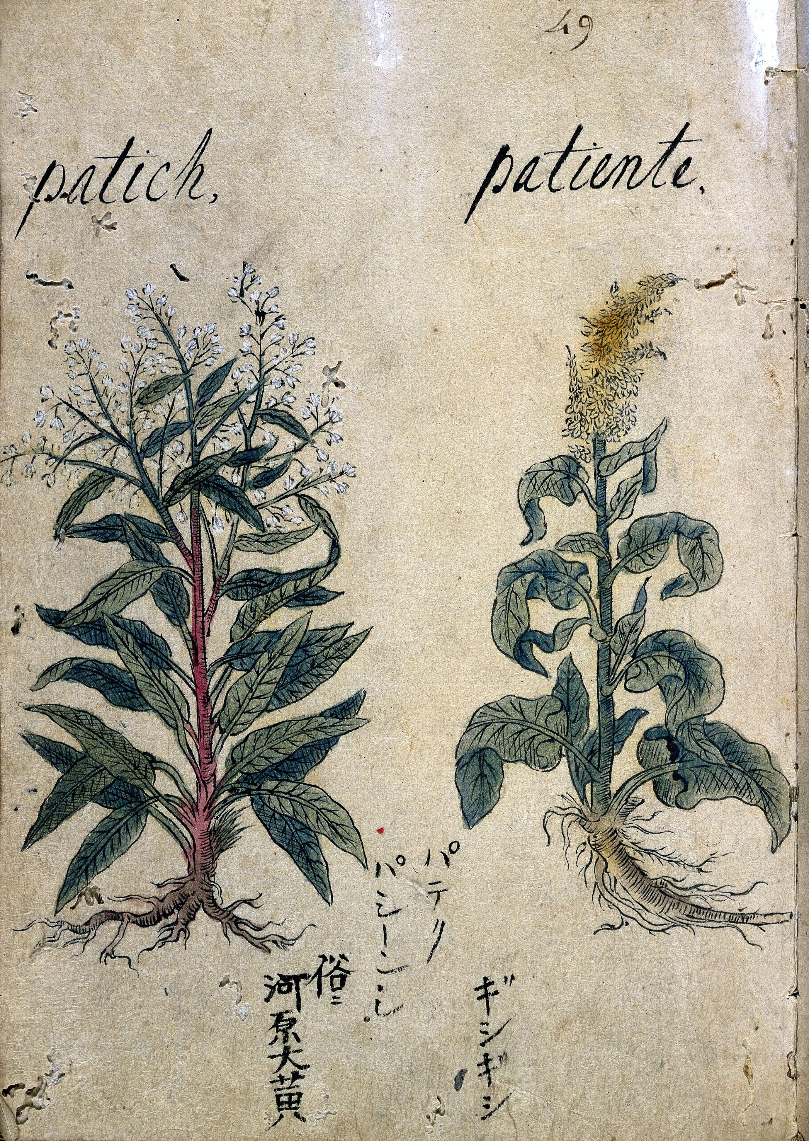 Imagem de Rumex obtusifolius L.