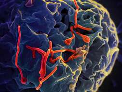Image of Zaire ebolavirus