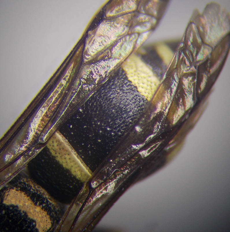 Image of Antepipona deflenda (S. Saunders 1853)