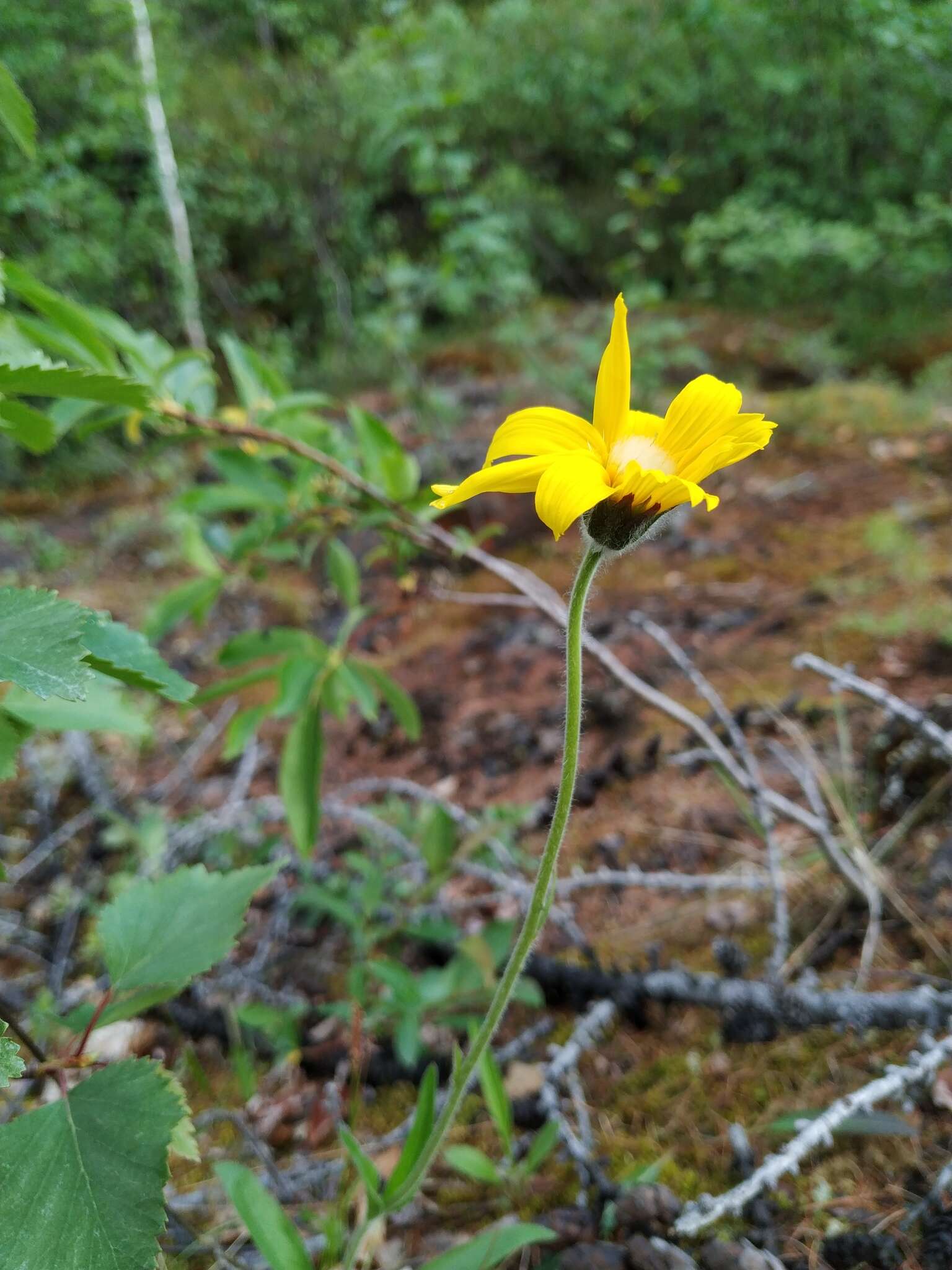 Image de Arnica angustifolia subsp. iljinii (Maguire) I. K. Ferguson