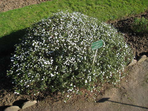 Plancia ëd Iberis sempervirens L.