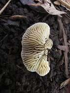 Image of Trametes vespacea (Pers.) Zmitr., Wasser & Ezhov 2012