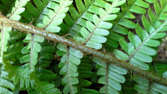 Image de Dryopteris affinis subsp. affinis