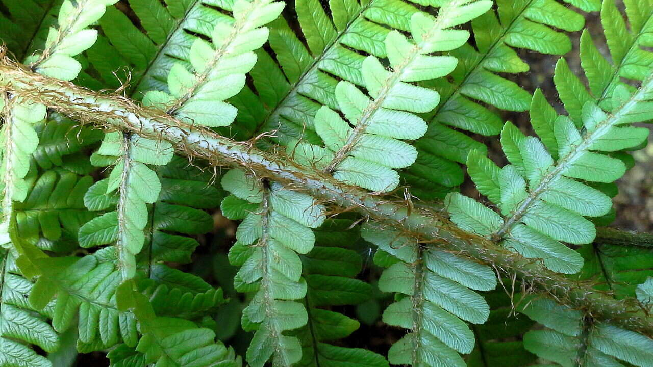 Image de Dryopteris affinis subsp. affinis