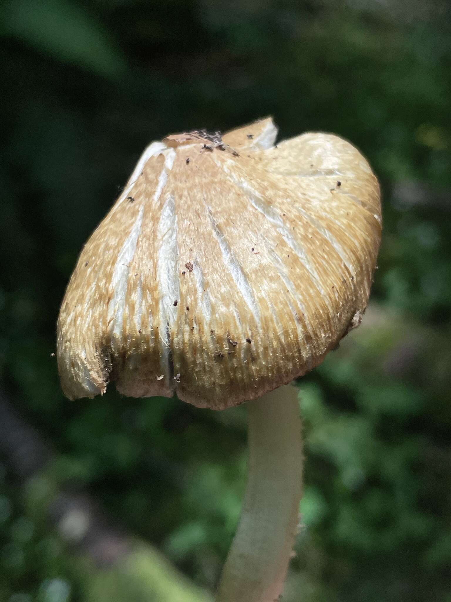 Image of Inocybe phaeocystidiosa Esteve-Rav., G. Moreno & Bon 1987