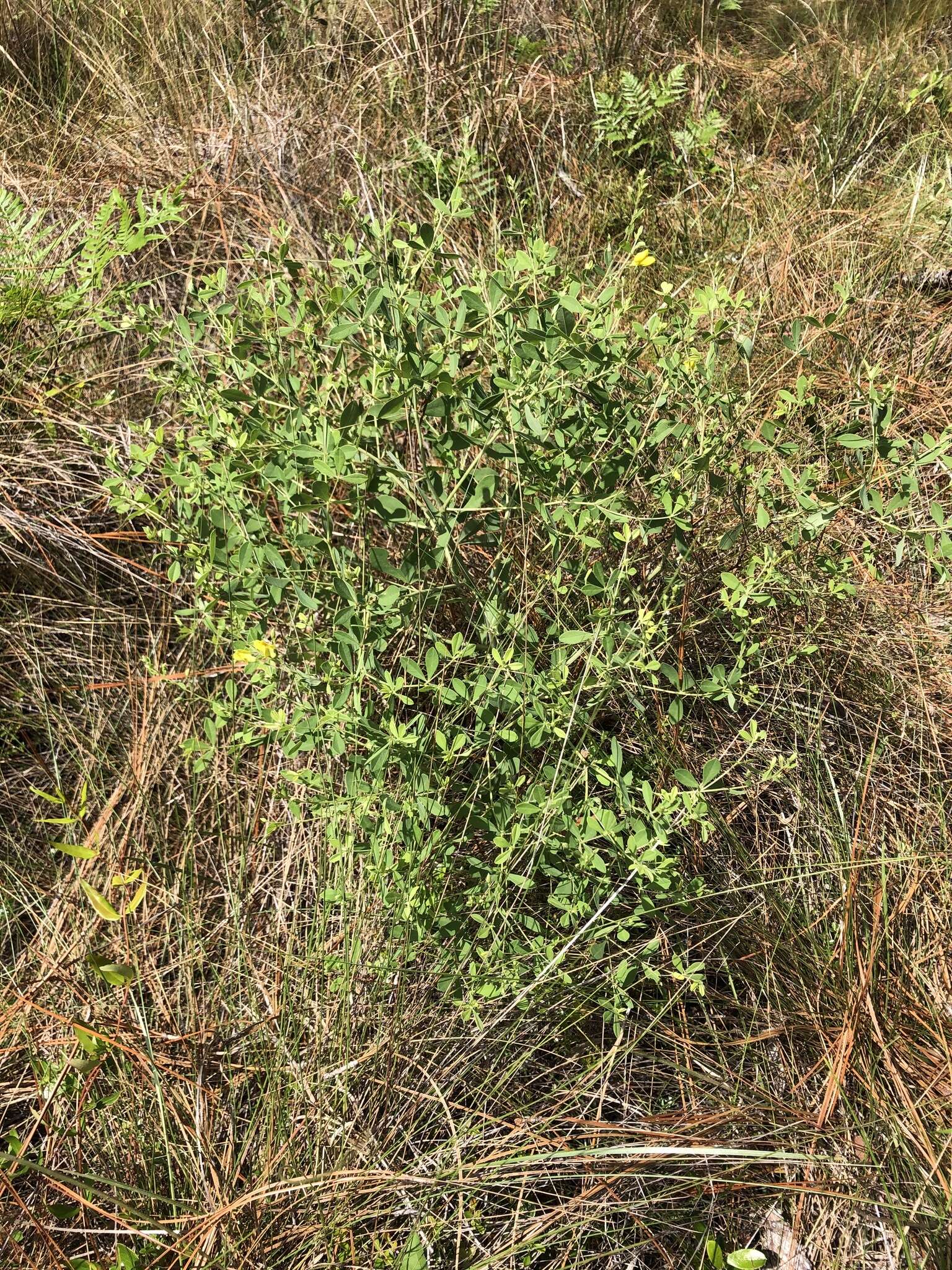 Слика од Baptisia lecontei Torr. & A. Gray