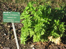 Image of Norwegian angelica