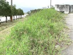 Image of African Bermudagrass