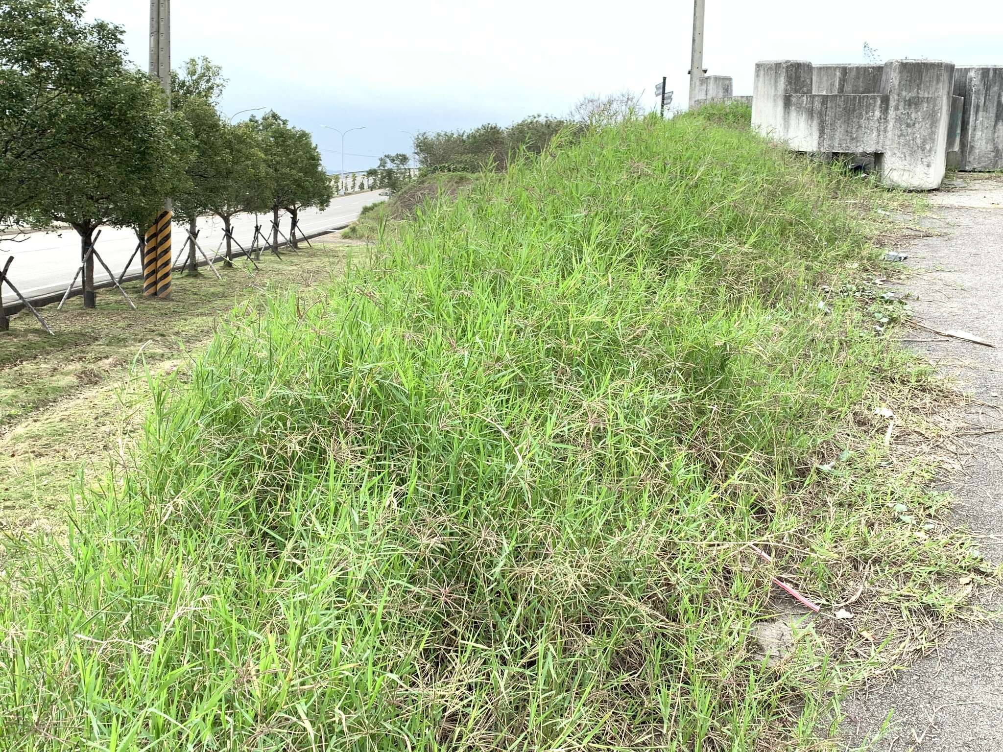 Image of African Bermudagrass