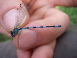 Image of Southern Damselfly