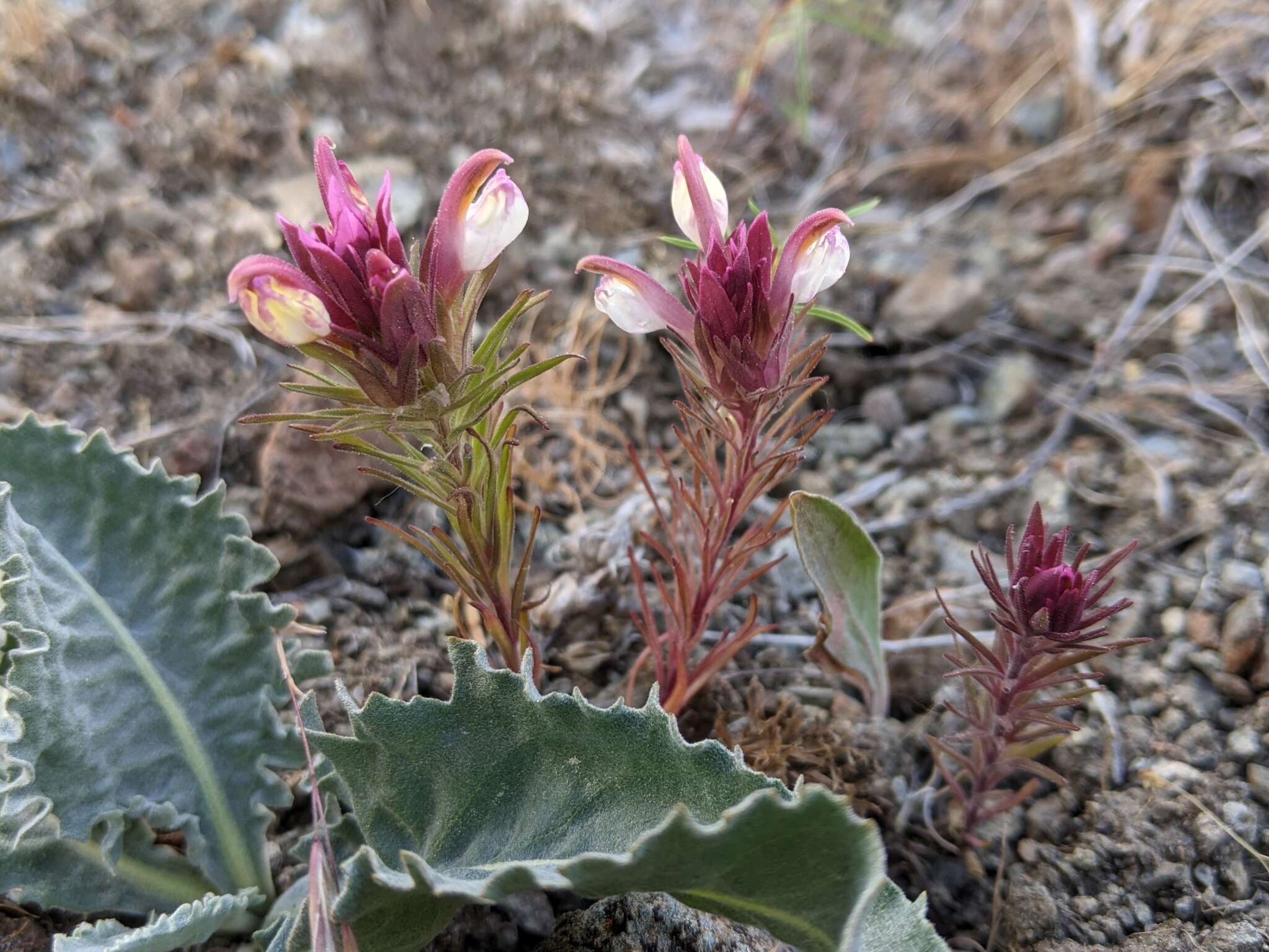 Image of Shasta owl's-clover