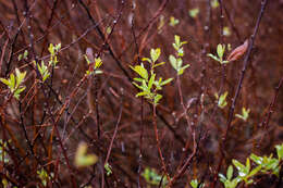 Слика од Spiraea douglasii subsp. douglasii