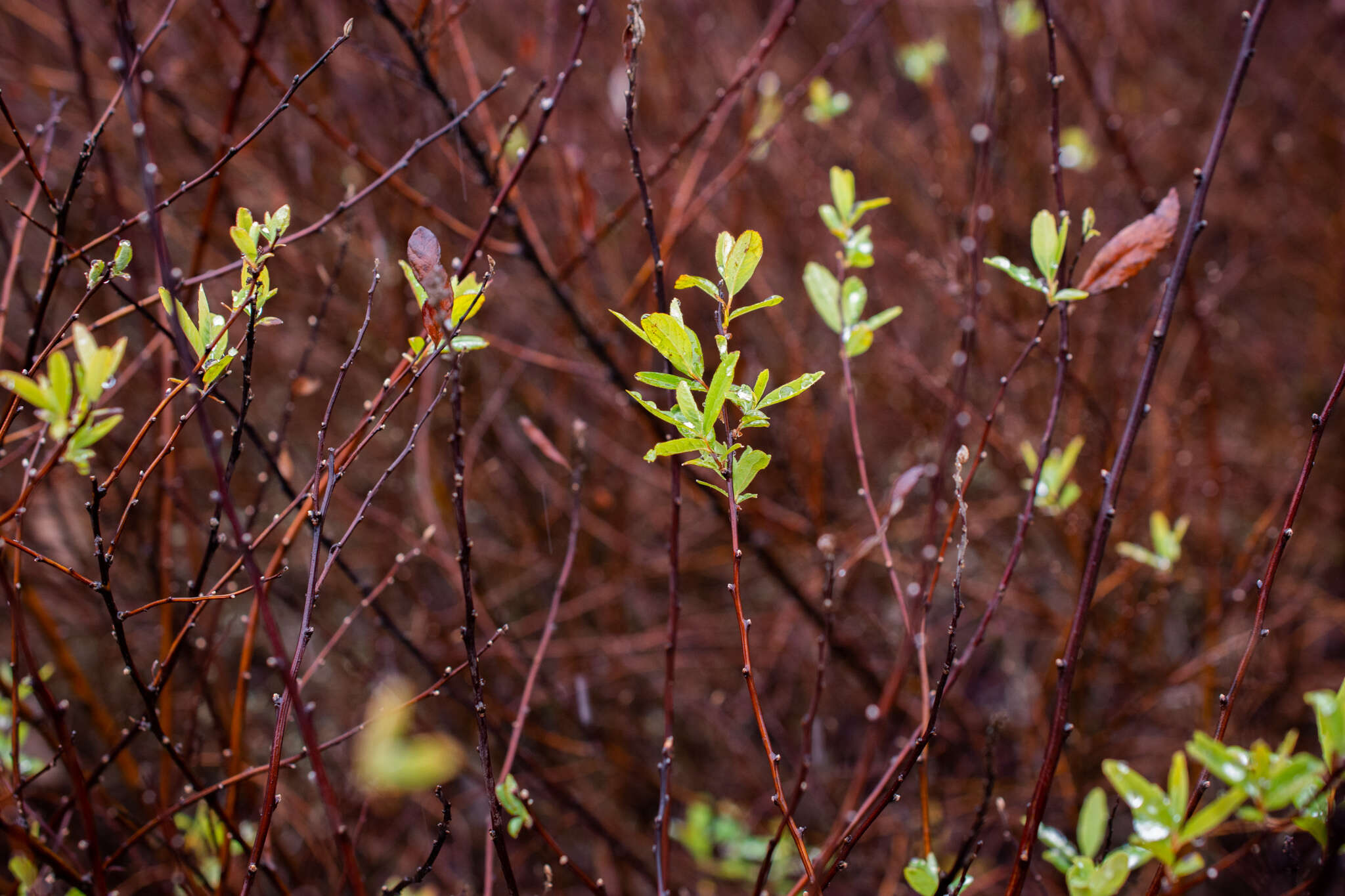 Image of rose spirea