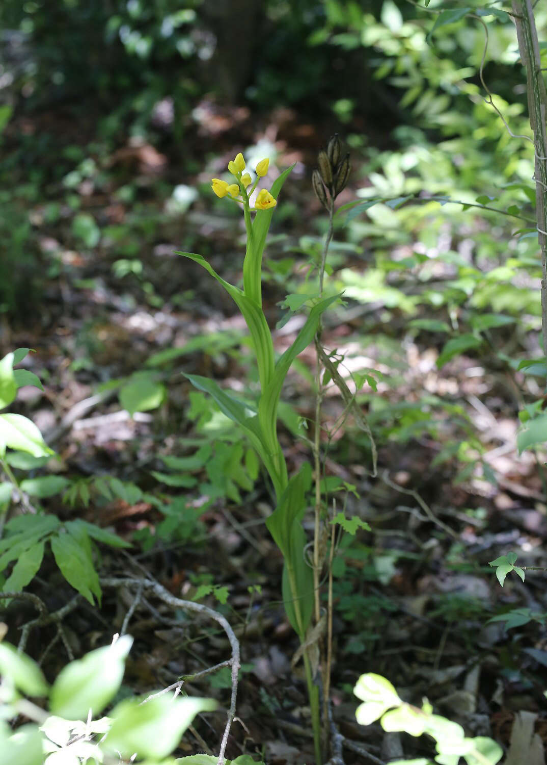 Слика од Cephalanthera falcata (Thunb.) Blume