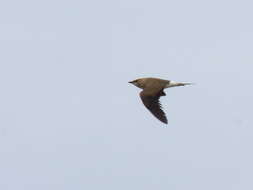 Image of Black-winged Pratincole