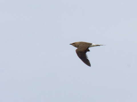 Image of Black-winged Pratincole